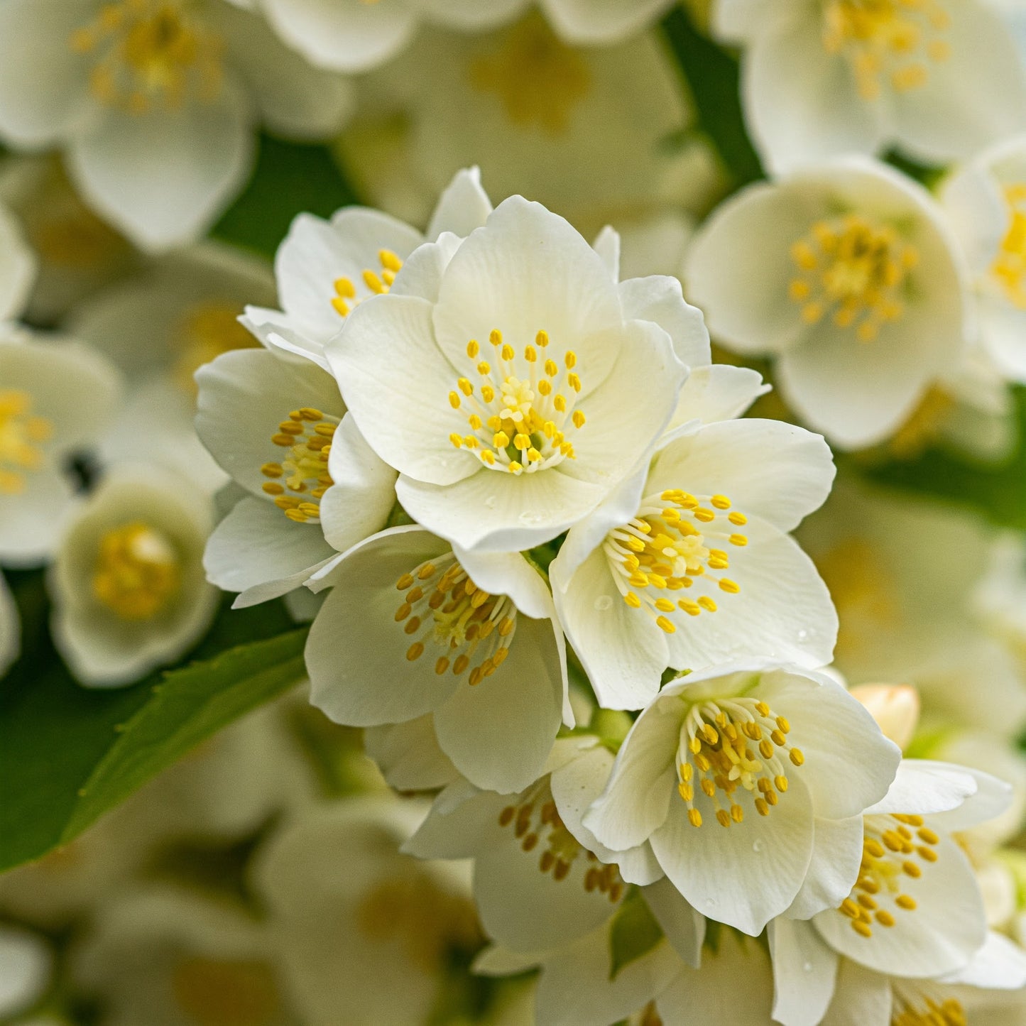 Sweet Jasmine Wax Melts