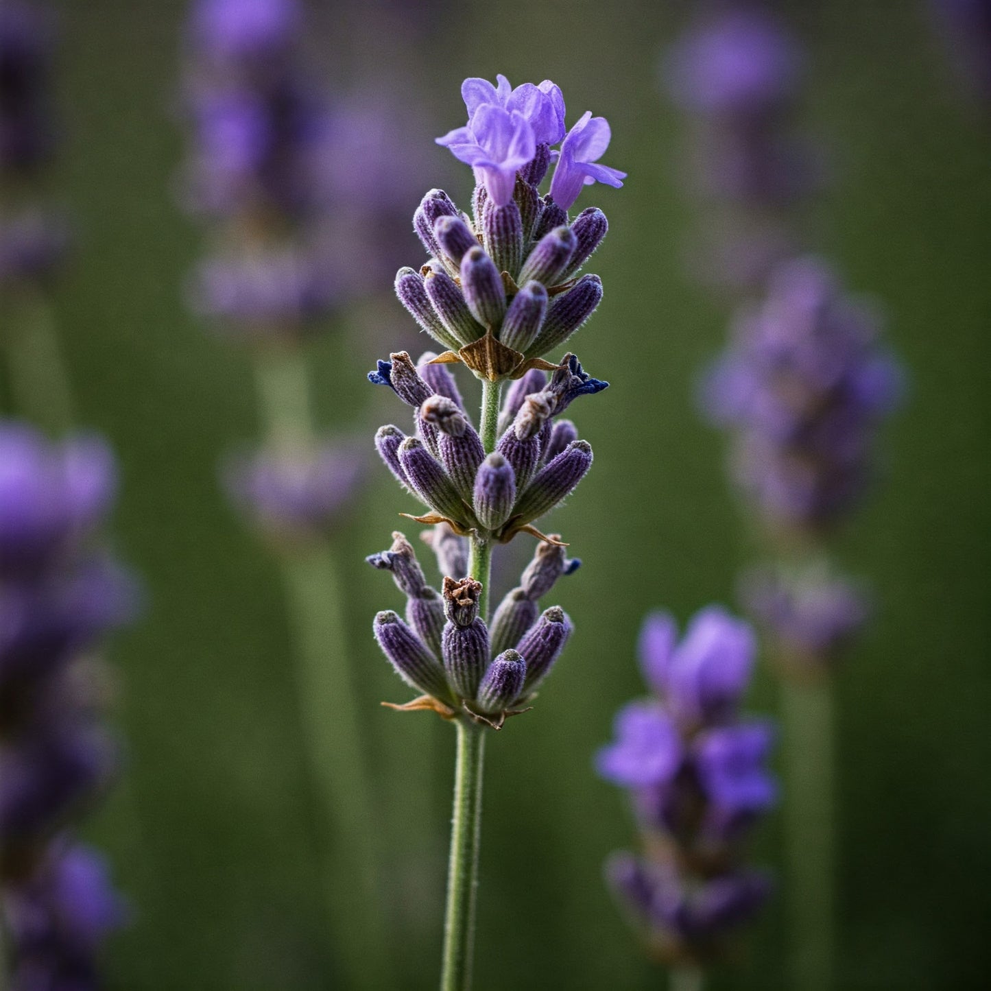 Lavender Wax Melts